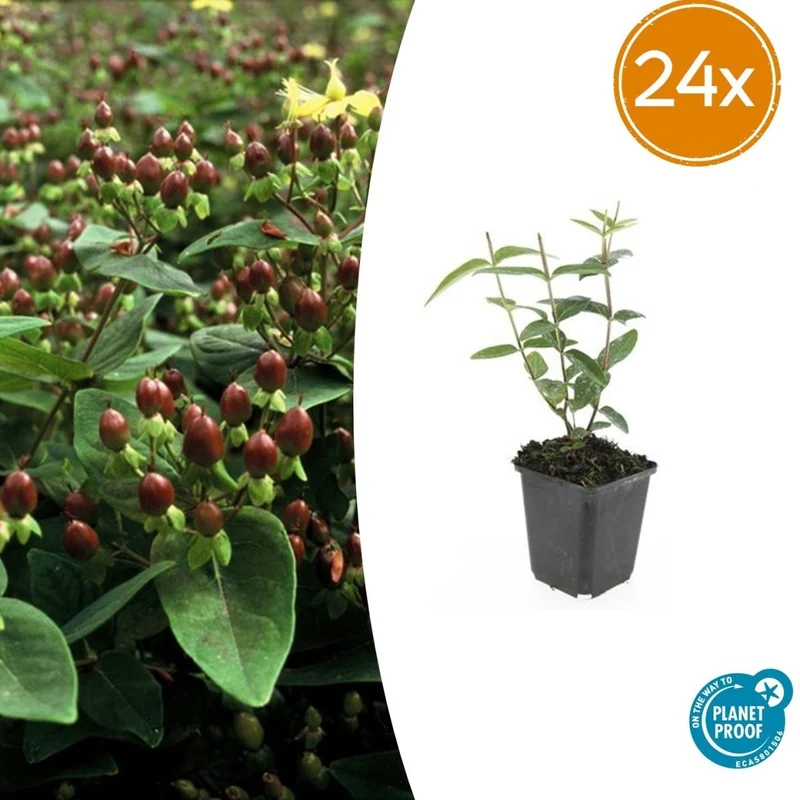Johanniskraut | 24 Pflanzen – Ø9 cm Topf – Winterhart & pflegeleicht