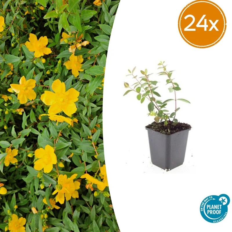 24x Hypericum dummeri ‘Peter Dummer’ – Bodendeckerpflanzen online kaufen