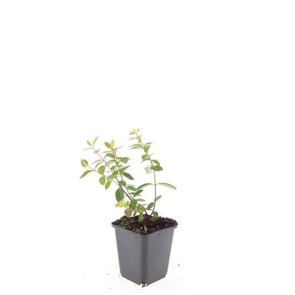 24x Hypericum dummeri ‘Peter Dummer’ – Bodendeckerpflanzen online kaufen