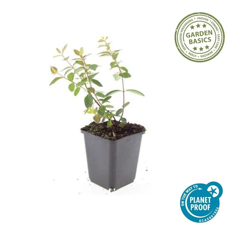 24x Hypericum dummeri ‘Peter Dummer’ – Bodendeckerpflanzen online kaufen