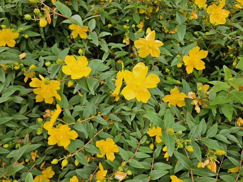 24x Hypericum dummeri ‘Peter Dummer’ – Bodendeckerpflanzen online kaufen