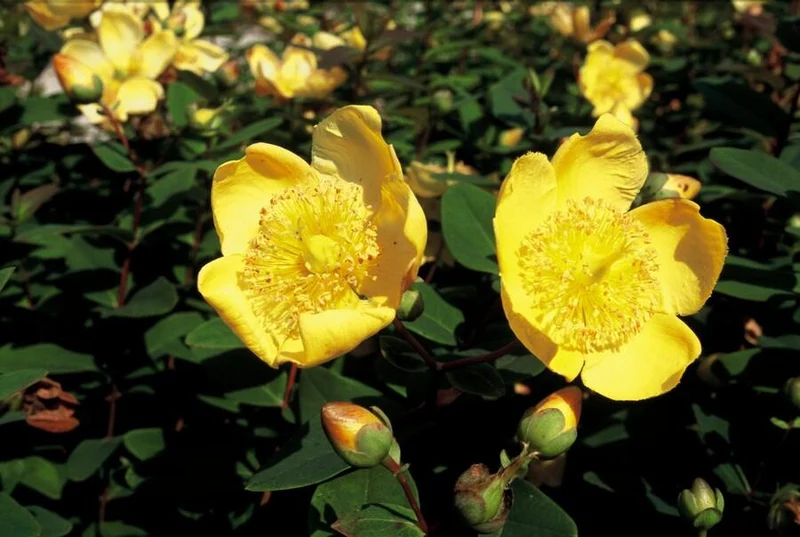 24x Hypericum dummeri ‘Peter Dummer’ – Bodendeckerpflanzen online kaufen
