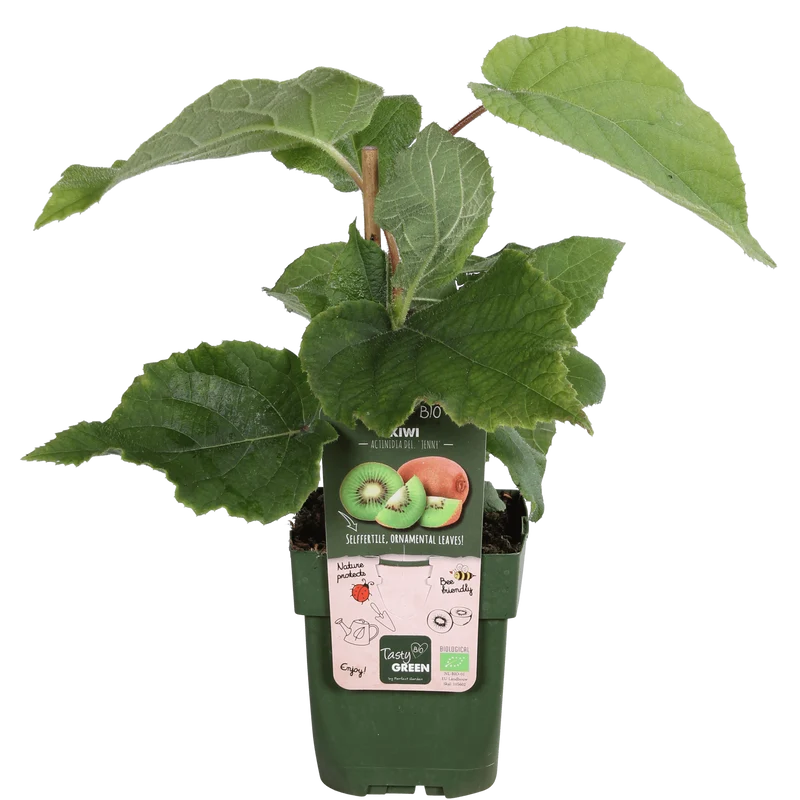 Actinidia delciosioa 'Jenny' - Kiwi - Ø13cm - ↕45cm