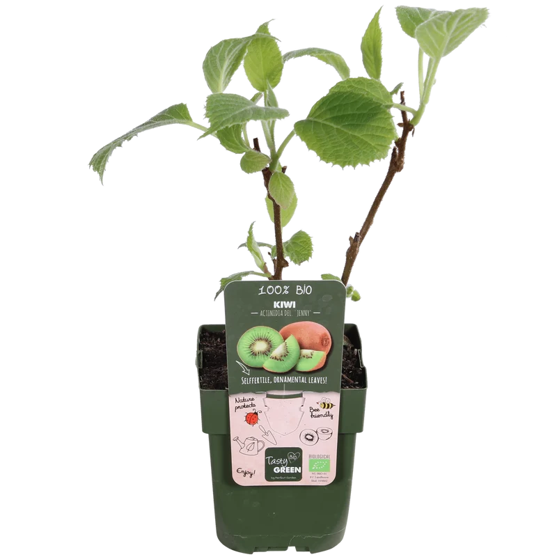Actinidia delciosioa 'Jenny' - Kiwi - Ø13cm - ↕45cm