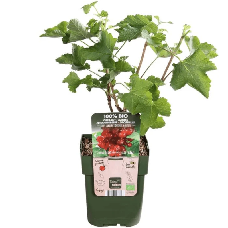 3 x Bio-Joahnnesbeerstrauch – Ø 13 cm – ↨ 20 cm