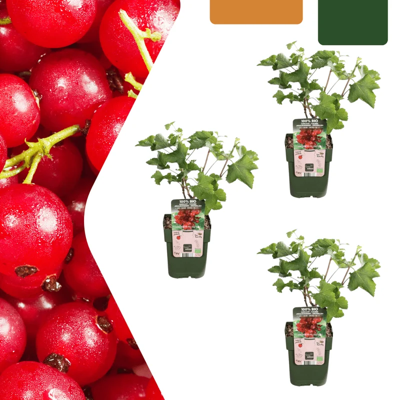 3 x Bio-Joahnnesbeerstrauch – Ø 13 cm – ↨ 20 cm