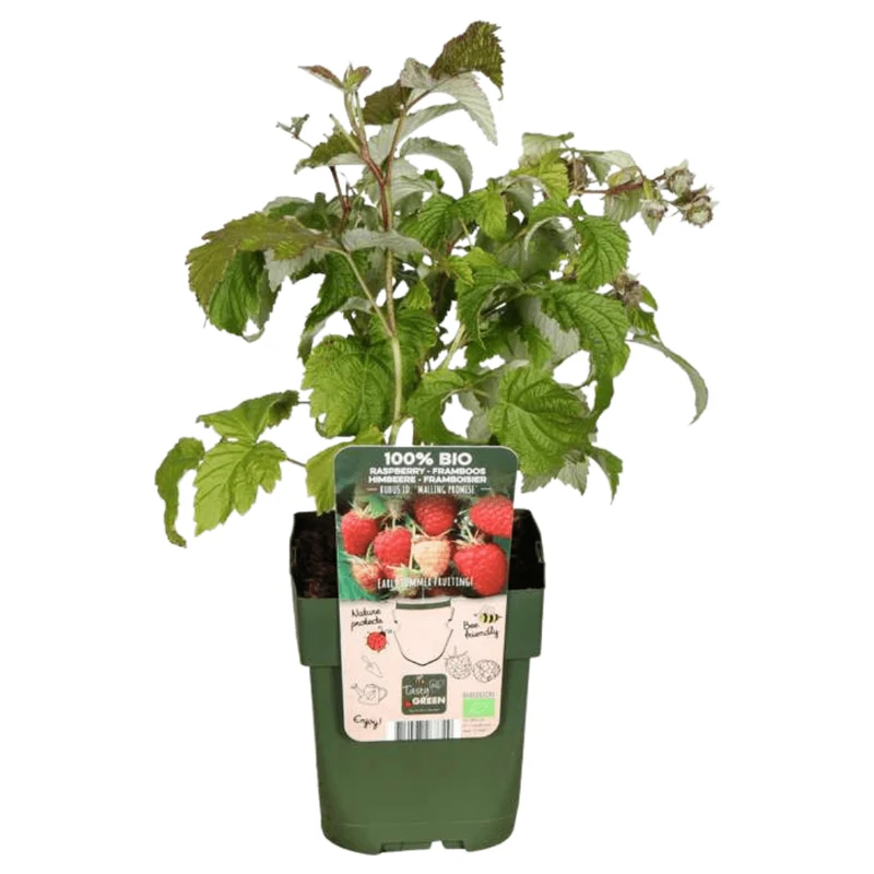 Himbeerpflanzen kaufen – 3x Bio-Himbeere, winterhart & ertragsreich