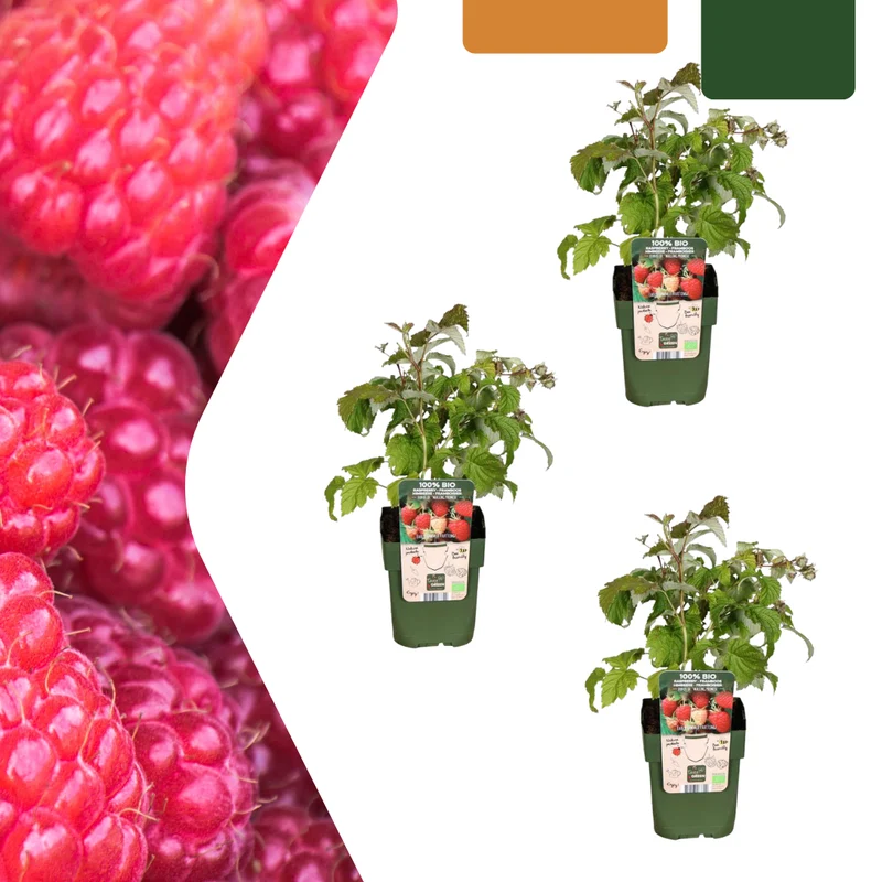 Himbeerpflanzen kaufen – 3x Bio-Himbeere, winterhart & ertragsreich