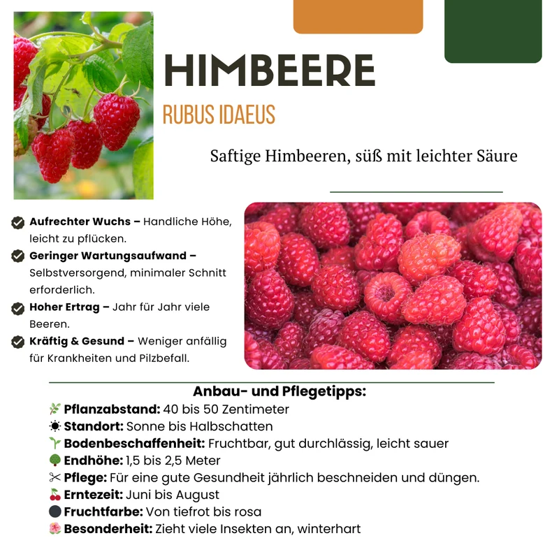 Himbeerpflanzen kaufen – 3x Bio-Himbeere, winterhart & ertragsreich