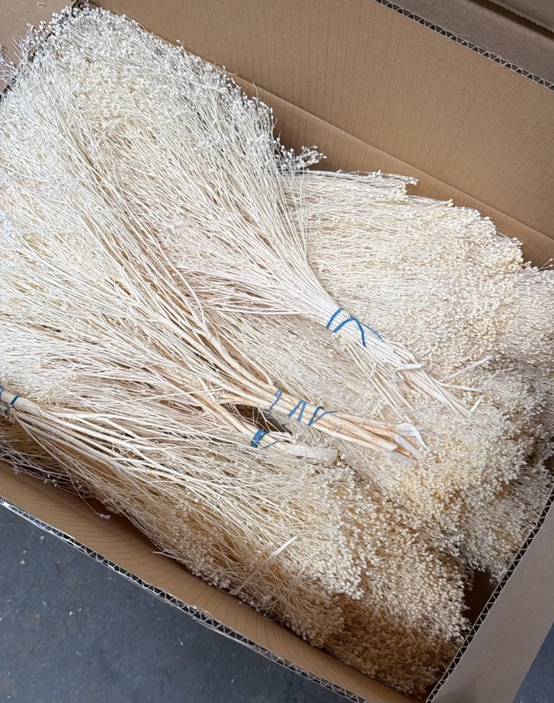 Broom Bloom getrocknet - 2 kg - Elfenbein