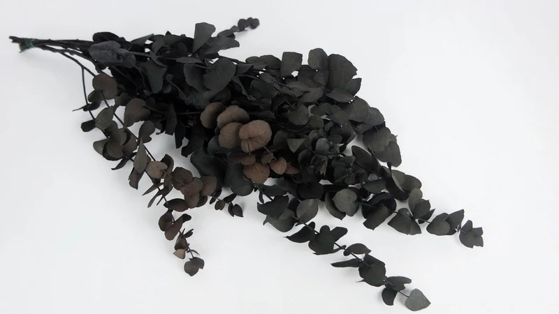 Konservierter Eukalyptus Stuartiana - 1 Bund - Schwarz