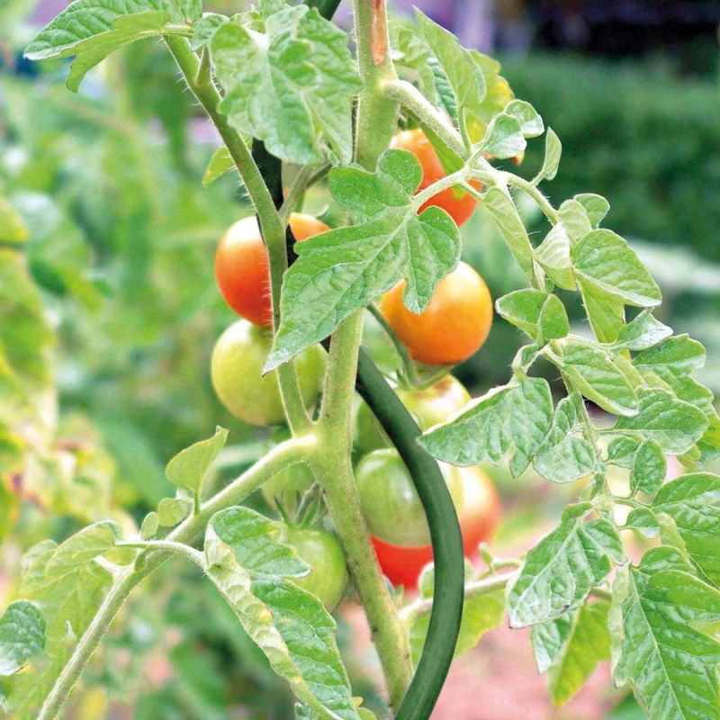 Bellissa Tomaten-/Pflanzspirale, grün, H 170 cm