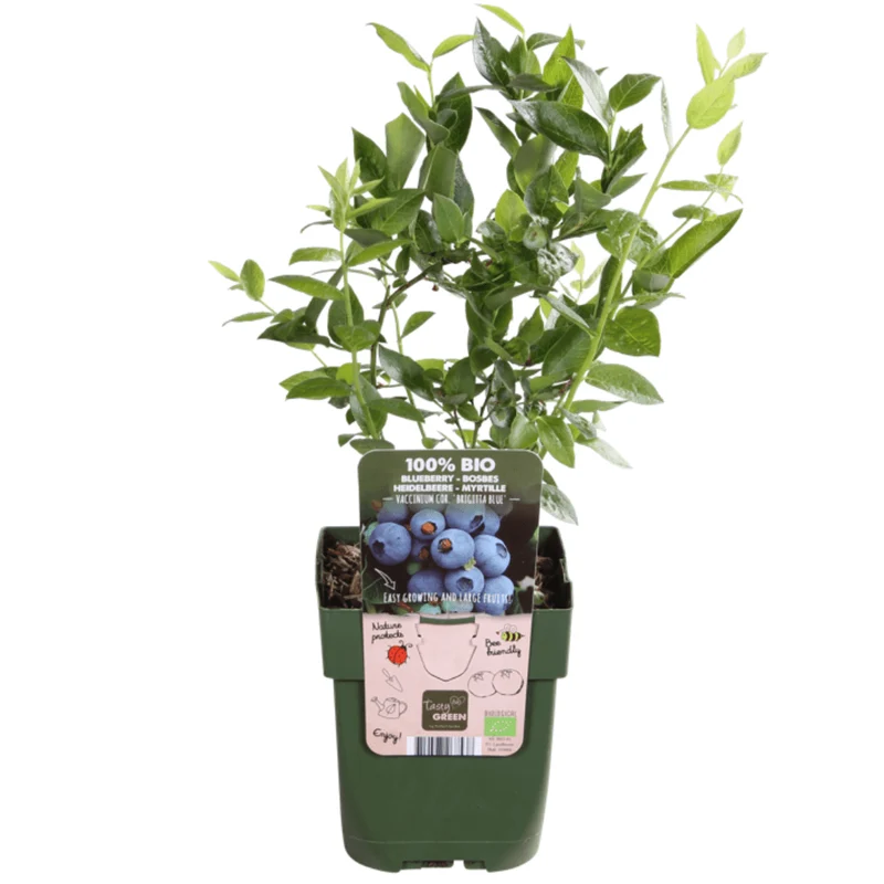 3 x Heidelbeerpflanzen BIO – Ø 13 cm – ↨ 20 cm