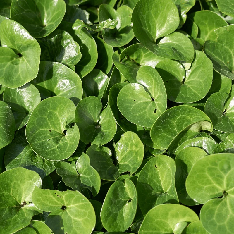 6x Haselwurz kaufen – Asarum europaeum | Immergrüner Bodendecker für Schatten