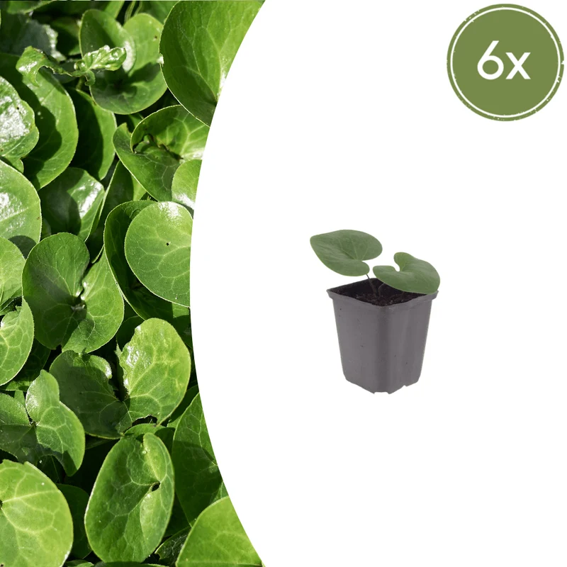 6x Haselwurz kaufen – Asarum europaeum | Immergrüner Bodendecker für Schatten