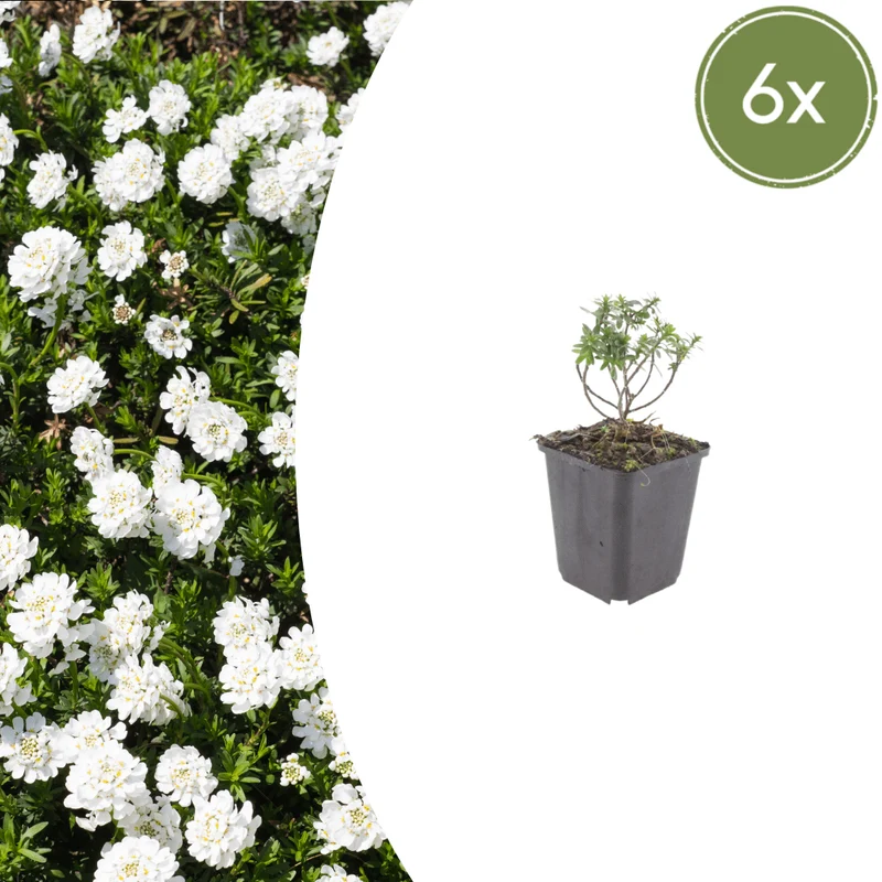 6x Iberis semp. 'Schneeflocke' - Schleifenblume ↕10-25cm - Ø9cm