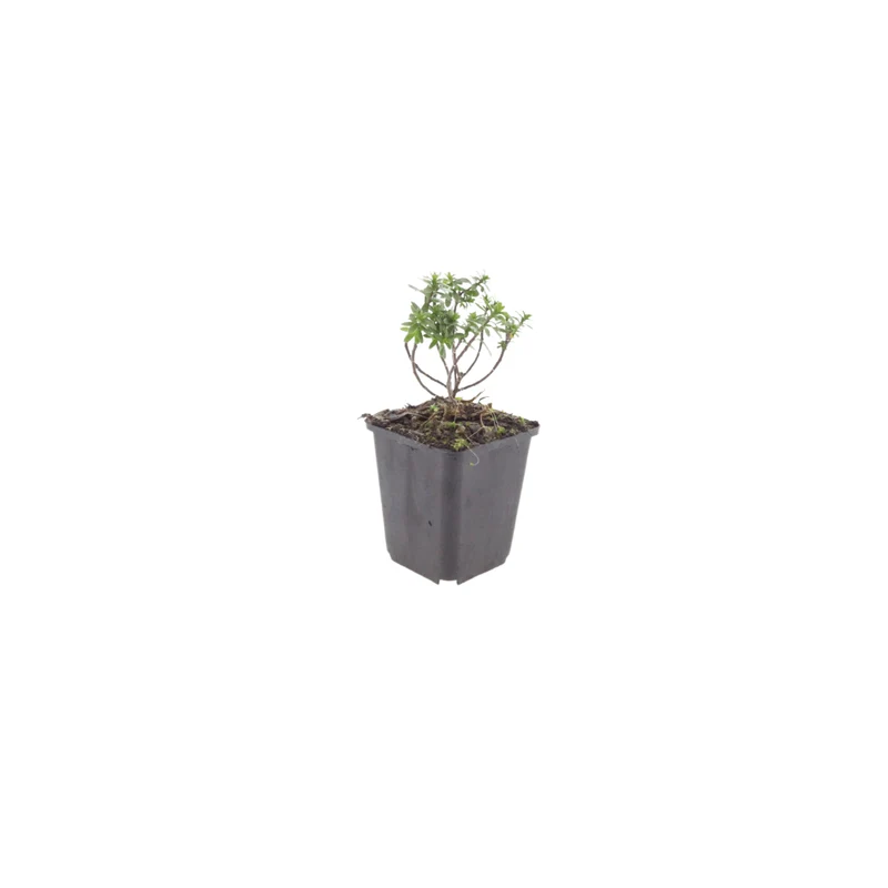 6x Iberis semp. 'Schneeflocke' - Schleifenblume ↕10-25cm - Ø9cm