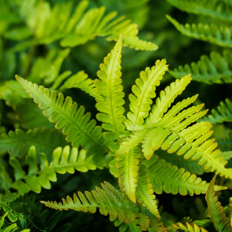 6x Glanzschildfarn 'Herrenhausen' kaufen – Polystichum setiferum | Höhe 10–25 cm