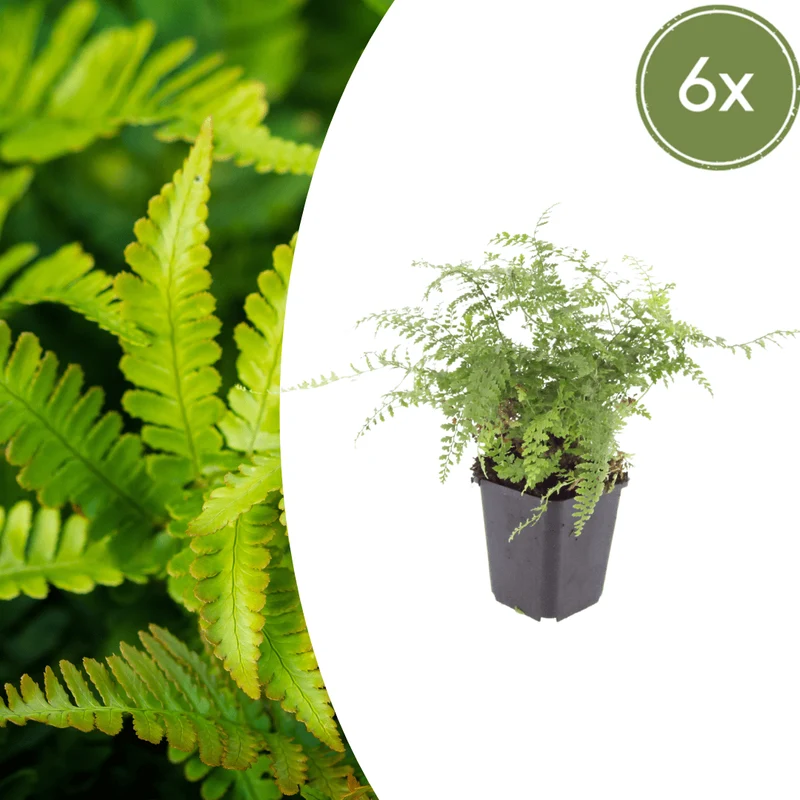 6x Glanzschildfarn 'Herrenhausen' kaufen – Polystichum setiferum | Höhe 10–25 cm