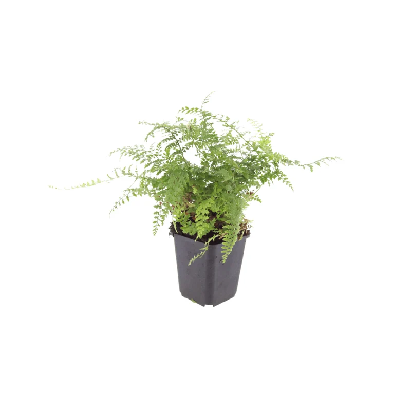 6x Glanzschildfarn 'Herrenhausen' kaufen – Polystichum setiferum | Höhe 10–25 cm