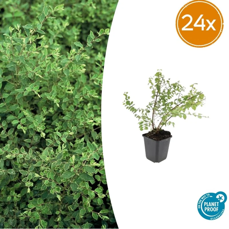 24x Symphoricarpos ch. ‘Hancock’ - Höhe 10-25 cm - Ø 9 cm