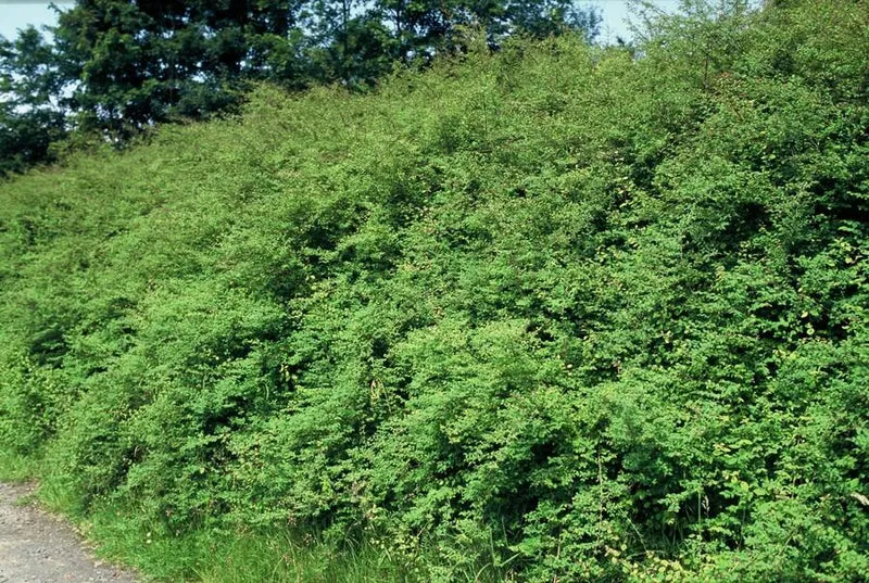 24x Symphoricarpos ch. ‘Hancock’ - Höhe 10-25 cm - Ø 9 cm