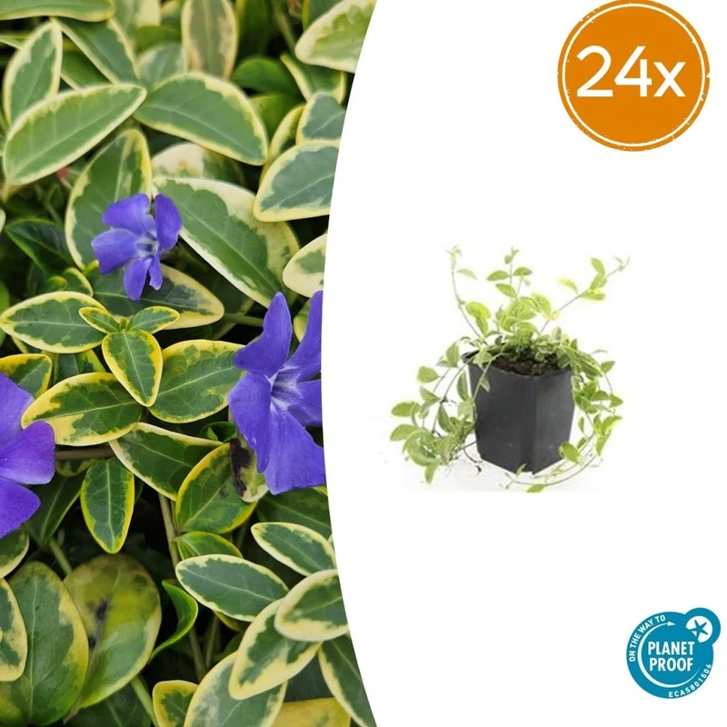 24x Vinca minor ‘Aureovariegata’ - Höhe 10-25 cm - Ø 9 cm