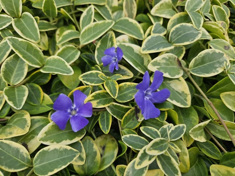 24x Vinca minor ‘Aureovariegata’ - Höhe 10-25 cm - Ø 9 cm
