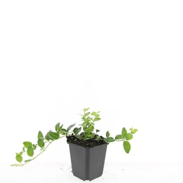 24x Vinca minor ‘Argenteovariegata’ - Höhe 10-25 cm - Ø 9 cm