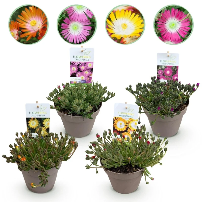 Bodendecker Delosperma Jewel of Desert | 4 winterharte Pflanzen – Farben Rot, Orange, Lila & Rosa