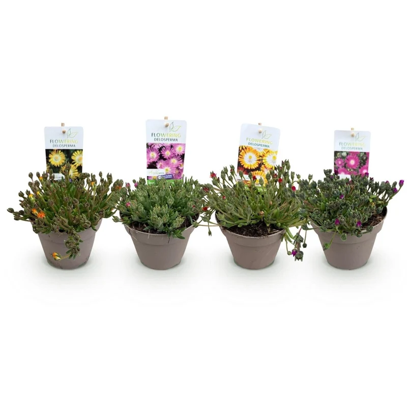 Bodendecker Delosperma Jewel of Desert | 4 winterharte Pflanzen – Farben Rot, Orange, Lila & Rosa