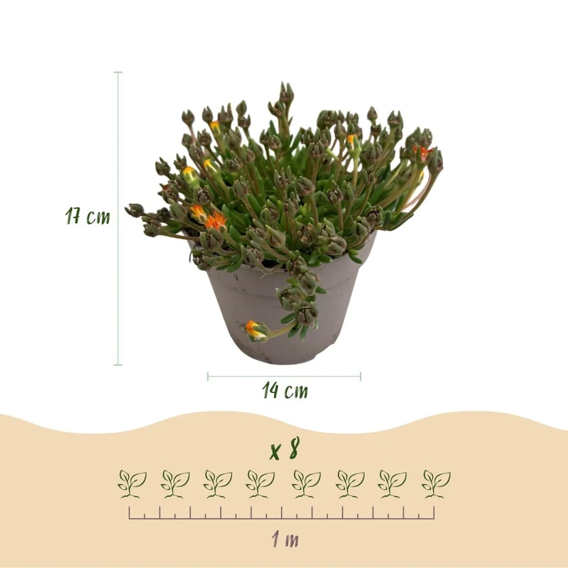Bodendecker Delosperma Jewel of Desert | 4 winterharte Pflanzen – Farben Rot, Orange, Lila & Rosa