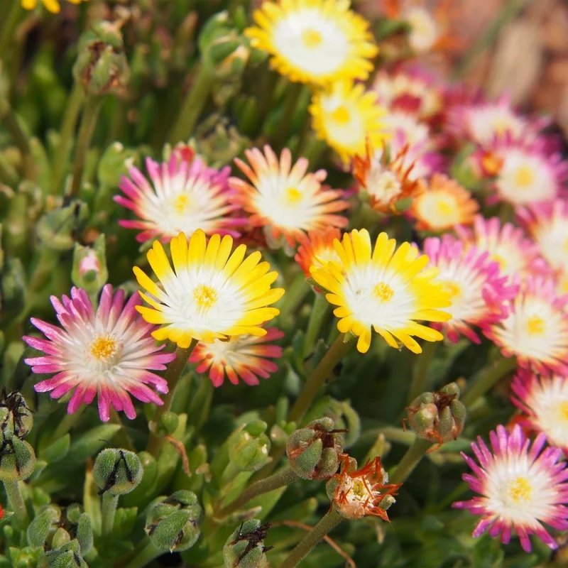 Bodendecker Delosperma Jewel of Desert | 4 winterharte Pflanzen – Farben Rot, Orange, Lila & Rosa