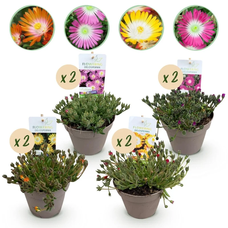Bodendecker Delosperma Jewel of Desert | 8 winterharte Pflanzen – Farben Rot, Orange, Lila & Rosa