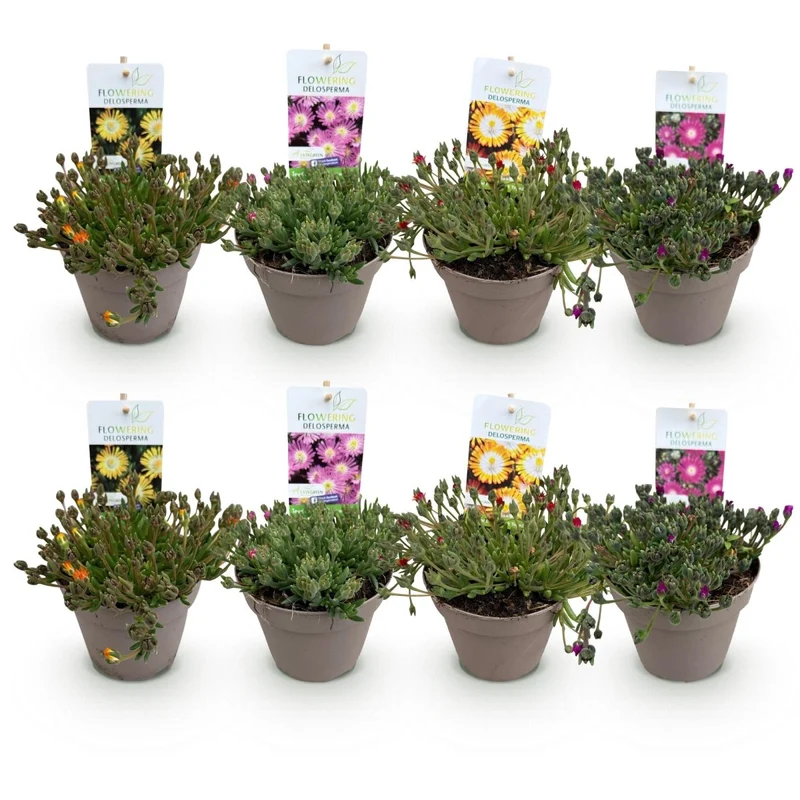 Bodendecker Delosperma Jewel of Desert | 8 winterharte Pflanzen – Farben Rot, Orange, Lila & Rosa