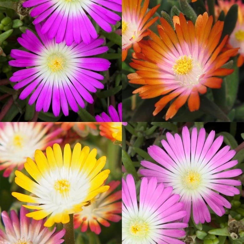 Bodendecker Delosperma Jewel of Desert | 8 winterharte Pflanzen – Farben Rot, Orange, Lila & Rosa