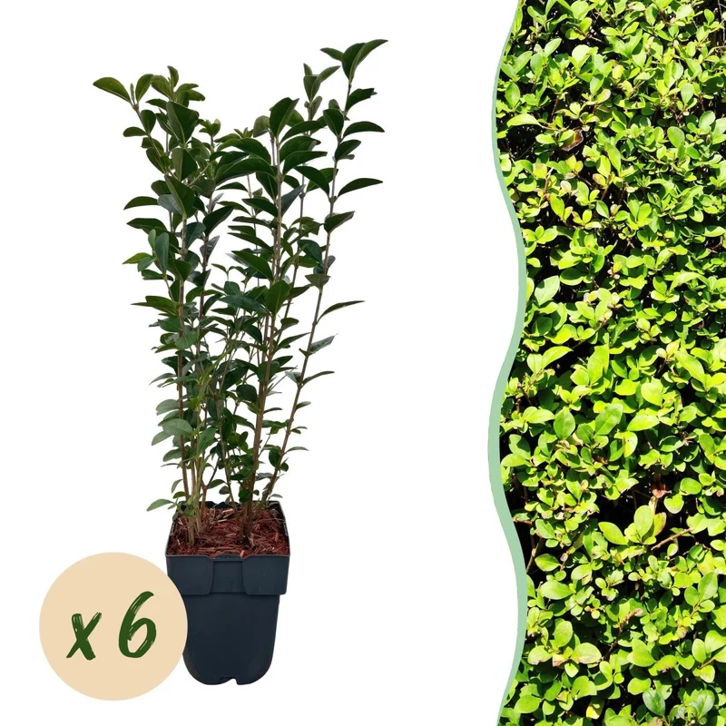 Liguster kaufen – Ligustrum ovalifolium | 6 Pflanzen für 1 m Hecke, schnellwachsend & anspruchslos