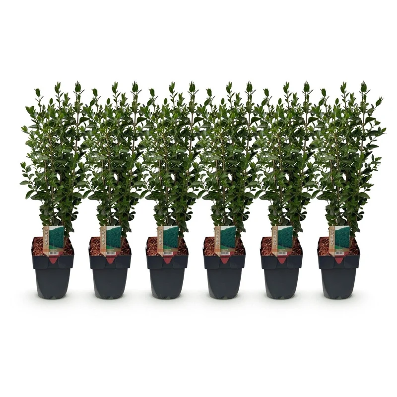 Liguster kaufen – Ligustrum ovalifolium | 6 Pflanzen für 1 m Hecke, schnellwachsend & anspruchslos