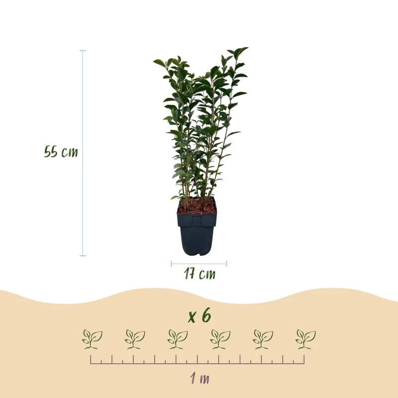 Liguster kaufen – Ligustrum ovalifolium | 6 Pflanzen für 1 m Hecke, schnellwachsend & anspruchslos
