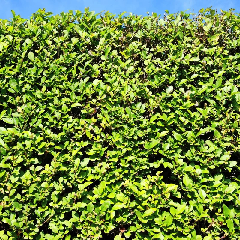 Liguster kaufen – Ligustrum ovalifolium | 6 Pflanzen für 1 m Hecke, schnellwachsend & anspruchslos