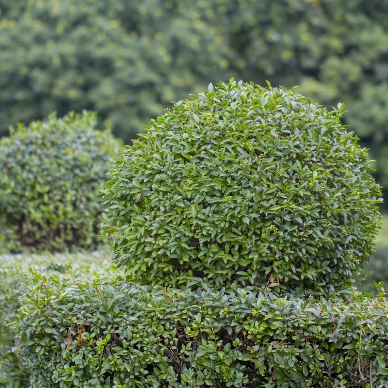 Liguster kaufen – Ligustrum ovalifolium | 6 Pflanzen für 1 m Hecke, schnellwachsend & anspruchslos