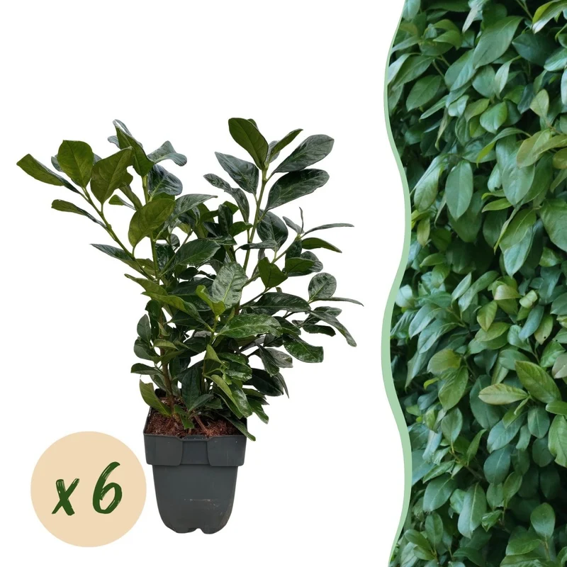Kirschlorbeer Etna – Prunus laurocerasus online kaufen | 6 Pflanzen für 1 m Hecke, kompakt & schnittarm – Wurzelwerk Design