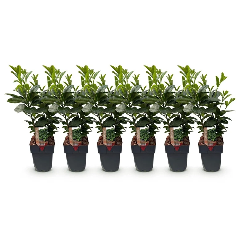 Kirschlorbeer Etna – Prunus laurocerasus online kaufen | 6 Pflanzen für 1 m Hecke, kompakt & schnittarm – Wurzelwerk Design