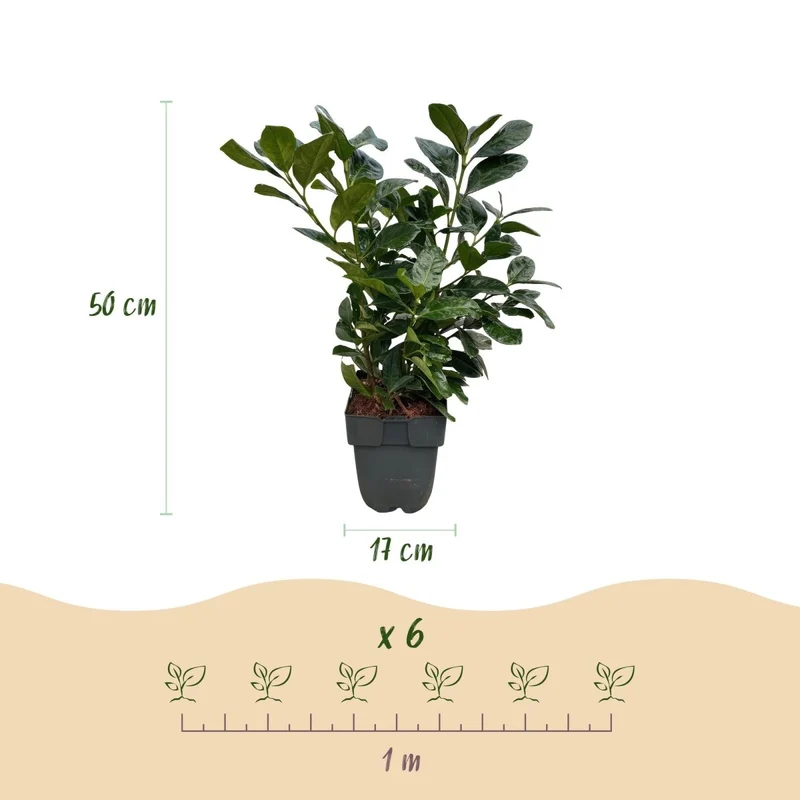 Kirschlorbeer Etna – Prunus laurocerasus online kaufen | 6 Pflanzen für 1 m Hecke, kompakt & schnittarm – Wurzelwerk Design