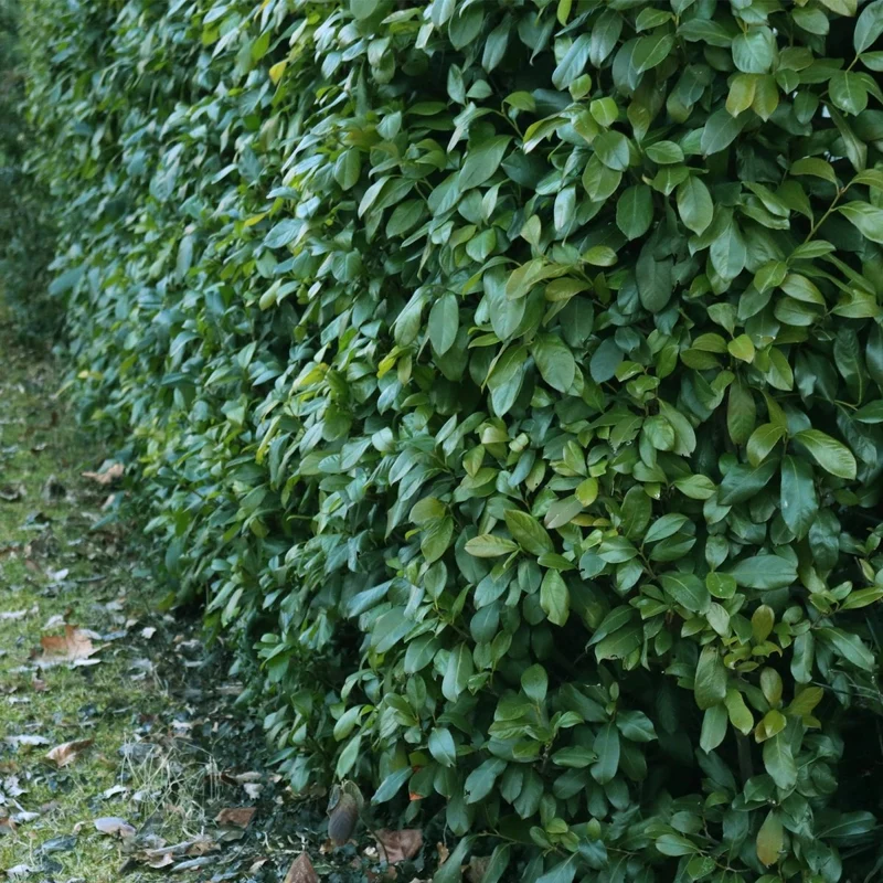 Kirschlorbeer Etna – Prunus laurocerasus online kaufen | 6 Pflanzen für 1 m Hecke, kompakt & schnittarm – Wurzelwerk Design