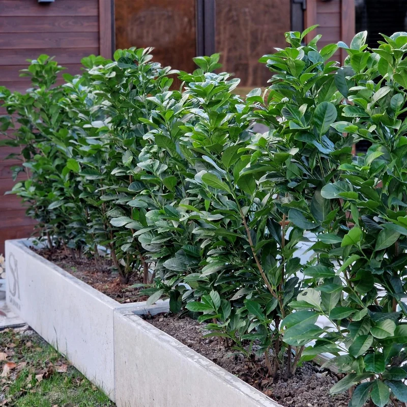 Kirschlorbeer Etna – Prunus laurocerasus online kaufen | 6 Pflanzen für 1 m Hecke, kompakt & schnittarm – Wurzelwerk Design
