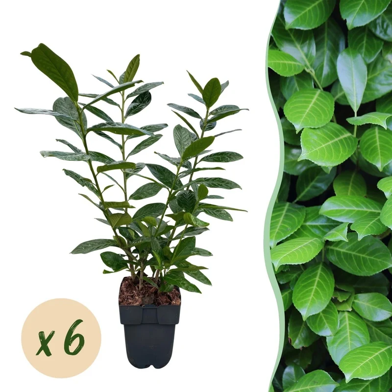 Kirschlorbeer Novita – Prunus laurocerasus online kaufen | 6 Pflanzen für 1 m Hecke, immergrün & frosthart – Wurzelwerk Design