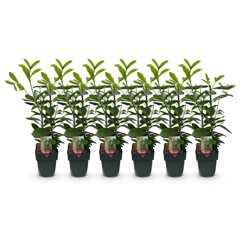 Kirschlorbeer Novita – Prunus laurocerasus online kaufen | 6 Pflanzen für 1 m Hecke, immergrün & frosthart – Wurzelwerk Design
