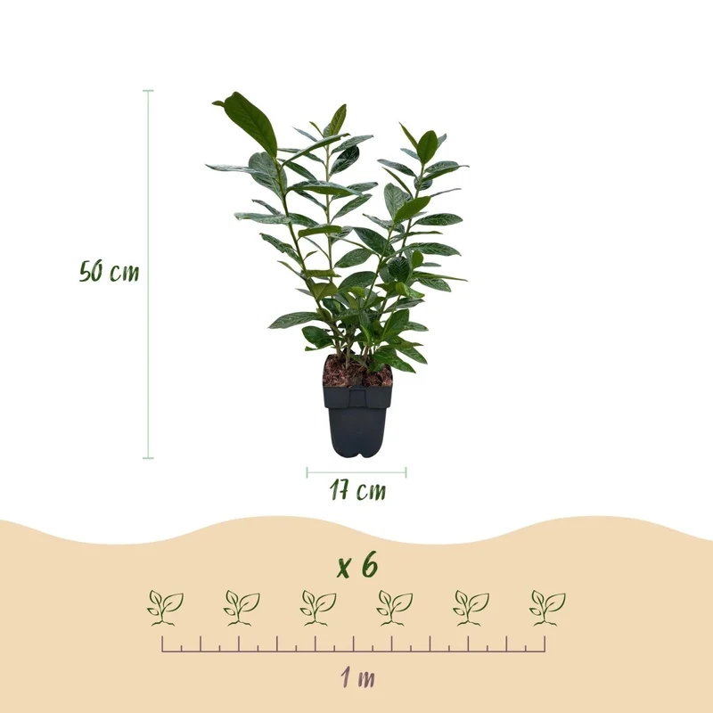 Kirschlorbeer Novita – Prunus laurocerasus online kaufen | 6 Pflanzen für 1 m Hecke, immergrün & frosthart – Wurzelwerk Design