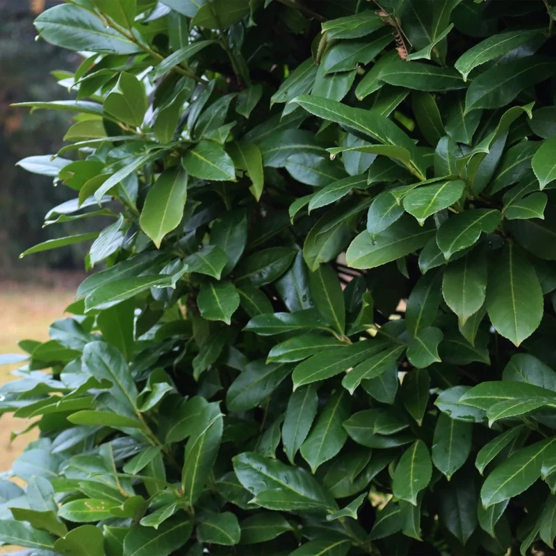 Kirschlorbeer Novita – Prunus laurocerasus online kaufen | 6 Pflanzen für 1 m Hecke, immergrün & frosthart – Wurzelwerk Design